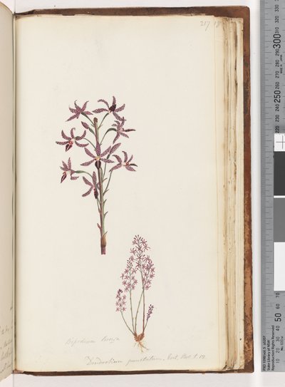 Seite 217. Dipodium Brown / Dendrobium punctatum. Exot. Bot. t. 12. Hyazinthen-Orchidee von Unknown artist