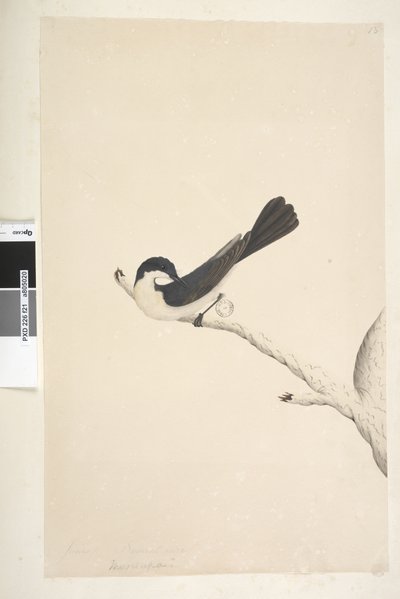 Seite 21. Musciopa. über dem Titel in anderer Hand Juni. Natürliche Größe Unruhiger Fliegenschnäpper Myragra inquieta Seisura inquieta, 1791-92 von Unknown artist