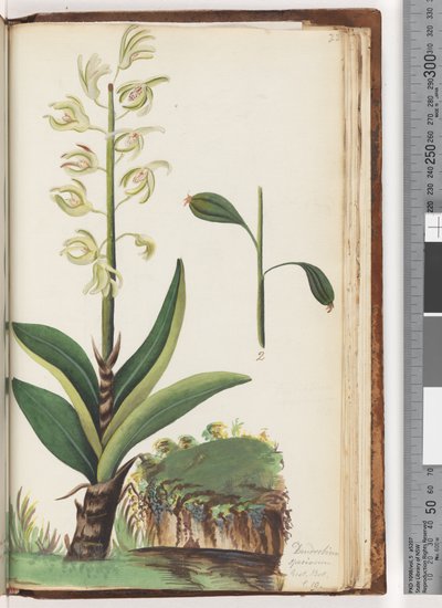 Seite 225. Dendrobium speciosum Exot. Bot. t. 10 von Unknown artist