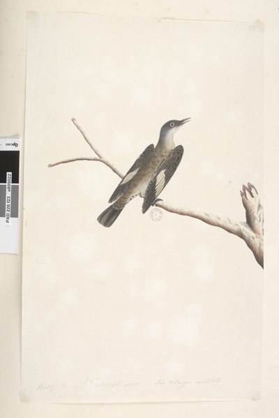 Seite 23. Mai, natürliche Größe, Iris & Zunge zweifelhaft Brauner Baumkletterer Climacterus picumnus, 1791-92 von Unknown artist