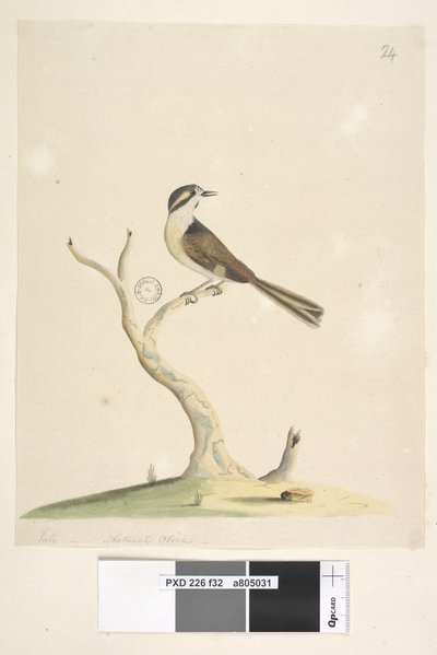 Seite 32. Unidentifiziert Juli, natürliche Größe. Für Notizen zu Versuchen, diesen Vogel zu identifizieren, siehe Hindwood, K. A. Die Sydney-Vogelmalereien im Australian Zoologist, Bd. XIII, Teil 2, August 1965, S. 86 von Unknown artist
