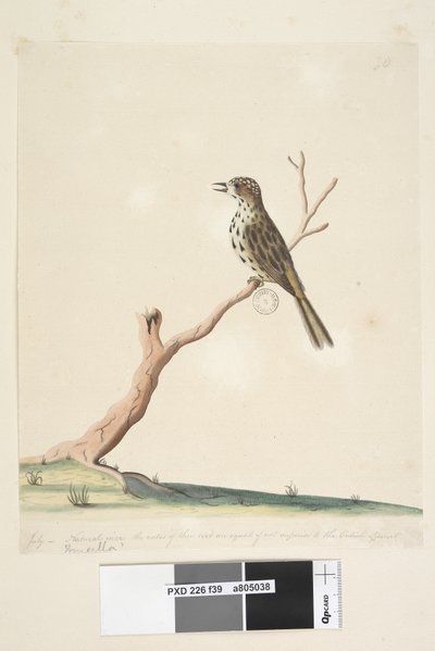 Seite 39. Fringilla. Am unteren Rand in anderer Handschrift Juli, natürliche Größe. Die Noten dieses Vogels sind gleichwertig, wenn nicht sogar überlegen gegenüber dem englischen Linnet Speckled Warbler Chthonicola sagittata, 1791-92 von Unknown artist