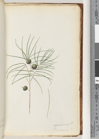 Seite 39. Schraderia / Persoonia von Unknown artist
