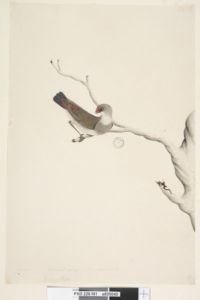 Seite 41. Fringilla. über dem Titel in anderer Hand Juni. Natürliche Größe. Iris zweifelhaft Diamantfeuerschwanz Stagonopleura guttata, unreif, 1791-92 von Unknown artist