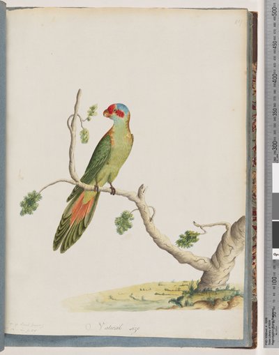 Seite 41. Moschus-Lorikeet von Unknown artist