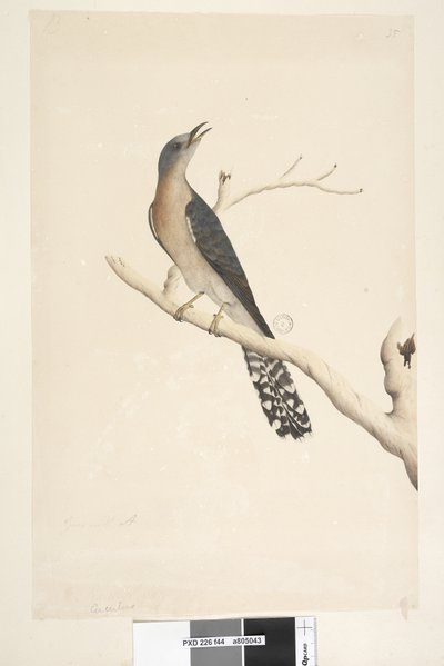 Seite 44. Cuculus. über dem Titel, in anderer Hand Natürliche Größe. in der oberen linken Ecke in dritter Hand B und unten links Geht mit A, d.h. f.45 Fächerschwanzkuckuck Cacomantis pyrrhophanus, Männchen, 1791-92 von Unknown artist