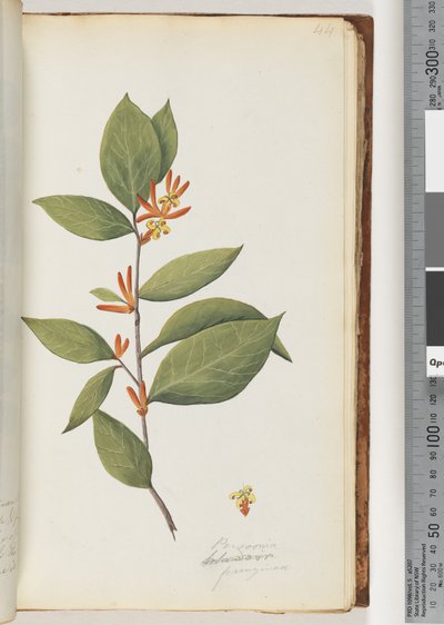 Seite 44. Persoonia / Schraderia ferruginea von Unknown artist
