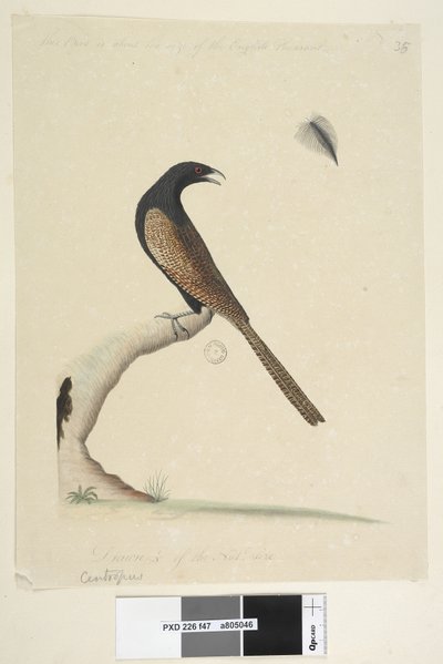 Seite 47. Centropus. unten mittig in anderer Hand Dieser Vogel ist etwa so groß wie der englische Fasan. Gezeichnet 1/3 der natürlichen Größe. Fasanenkuh Centropus phasianinus, 1791-92 von Unknown artist