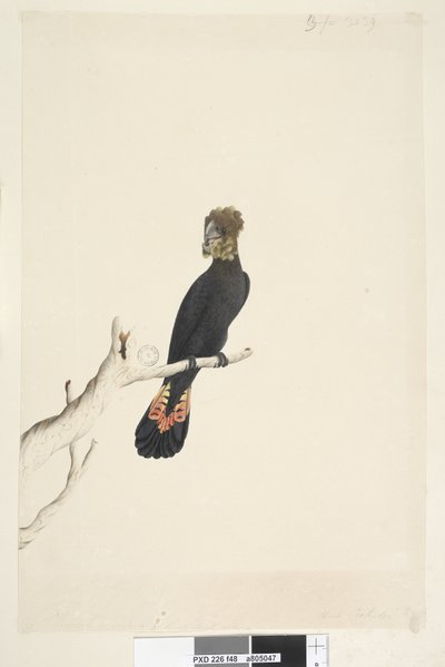 Seite 48. Schwarzer Kakadu. Auf ein Drittel der natürlichen Größe reduziert. Glanzschwarzer Kakadu Calyptorhynchus lathami, Weibchen von Unknown artist