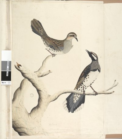 Seite 4. Turdus. in anderer Handschrift gezeichnet in natürlicher Größe, da es die einzigen beiden ihrer Art sind, die bisher in der Kolonie gesehen wurden, Juni 1792 Spotted Quail Thrush Cinclosoma punctatum von Unknown artist