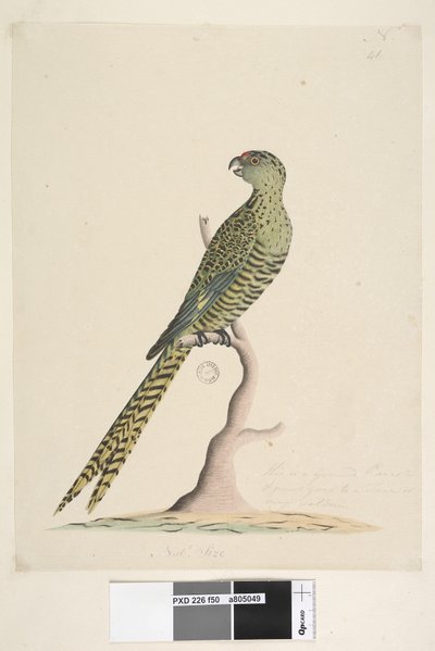 Seite 50. Dies ist ein Bodensittich und geht nie oder sehr selten auf einen Baum. unten in der Mitte in anderer Hand Natürliche Größe. Bodensittich Pezoporus wallicus, 1791-92 von Unknown artist