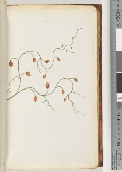 Seite 53. Eine Kletterpflanze, die sich über sieben oder acht Yards erstreckt und meist um Pflanzen und Sträucher windet von Unknown artist