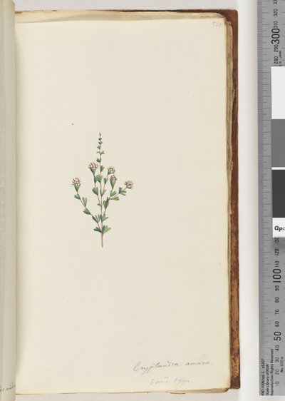 Seite 54. Cryptandra amara. 5 und 1 gyn. Kleine Blatt-Cryptandra von Unknown artist