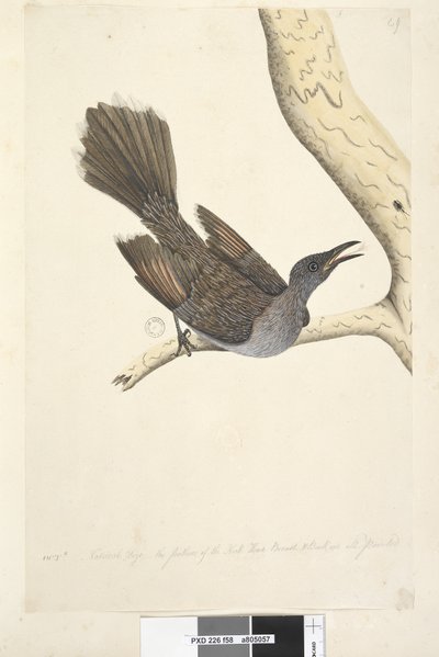 Seite 58. Okt. Natürliche Größe, die Federn des Halses, Kopfes, der Brust und des Rückens sind alle spitz. Pinselwattle Vogel Anthochaera chrysoptera, 1791-92 von Unknown artist