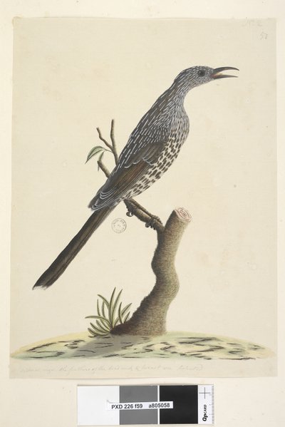 Seite 59. Natürliche Größe, die Federn des Kopfes, Halses und der Brust sind spitz Buschwattle, Vogel Anthochaera chrysoptera, 1791-92 von Unknown artist