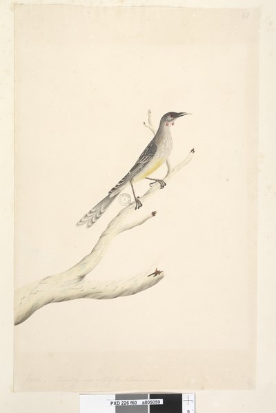 Seite 60. Juni. Reduziert auf die Hälfte der natürlichen Größe Rotwattler Anthochaera carunculata, 1791-92 von Unknown artist