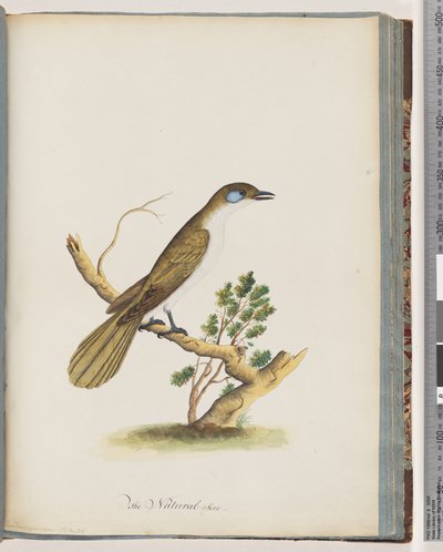 Seite 61. Blaugesicht-Honigfresser. Turdus cyanoris. Blauwangendrossel von Unknown artist