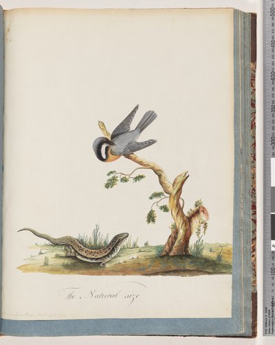 Seite 69. Unbekannter Vogel mit einer Eidechse. Sylvia rufirostris von Unknown artist