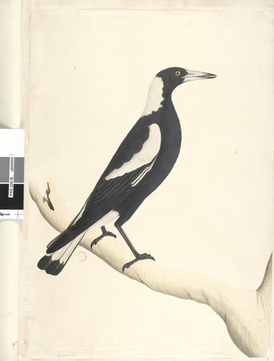 Seite 6. Barita. oben in anderer Handschrift Mai. Natürliche Größe Schwarzrückige Elster Gymnorhina tibicen, 1791-92 von Unknown artist