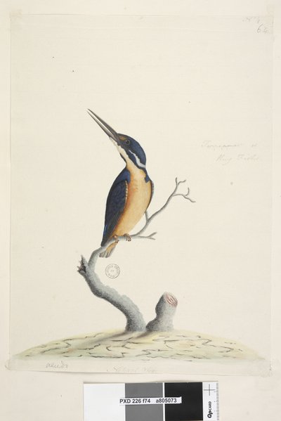 Seite 74. Ter,re,a,mar oder Eisvogel. unten links in anderer Hand Alcedo. unten mittig in dritter Hand Natürliche Größe Azurblauer Eisvogel Alyone azurea, 1791-92 von Unknown artist