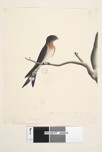 Seite 77. Hirundo. über dem Titel in anderer Hand März. Natürliche Größe. unten rechts in dritter Hand Die Schwalbe oder Martin von N.S. Wales. Willkommen-Schwalbe Hirundo neoxena, 1791-92 von Unknown artist