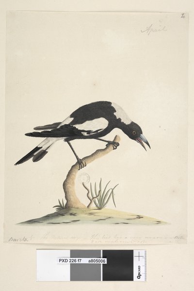 Seite 7. Barita. Folgender Titel in anderer Handschrift 1/2 der natürlichen Größe. Eine weitere Notiz in einer dritten Handschrift lautet: Dieser Vogel hat eine sehr ungewöhnliche und nicht unangenehme Note. Schwarzer, Rückenmagpie Gymnorhina tibicen, 1791 von Unknown artist