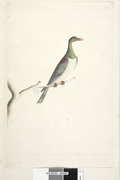 Seite 84. Taube von Norfolk Island, auf halbe Größe reduziert. Iris zweifelhaft. Norfolk Island Taube Hemiphaga novaeseelandiae spadicea von Unknown artist