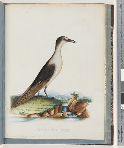 Seite 85. Rußseeschwalbe. Sterna novae Hollandae. Neue Hollandseeschwalbe von Unknown artist