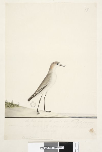 Seite 88. Charadrius. unter der Rahmenlinie in anderer Handschrift Dieser Vogel läuft auf dem Boden wie die Sandlerche und ist sehr häufig auf den Sanden in verschiedenen Teilen des Hafens. darunter in dritter Handschrift Natürliche Größe Rotkappenkiebitz  von Unknown artist