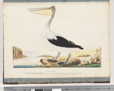 Seite 92. Australischer Pelikan von Unknown artist