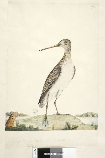 Seite 92. Scolopax. über dem Titel in anderer Hand Dezember. Natürliche Größe, Iris zweifelhaft Japanbekassine Gallinago hardwicki, 1791-92 von Unknown artist