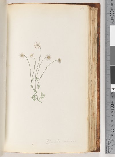 Seite 94. Eriocalia minor von Unknown artist