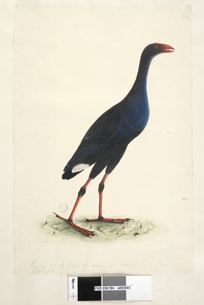 Seite 94. Porphyrio. entlang des unteren Randes in anderer Hand Reduziert auf 1/2 des Vogels, von dem die Zeichnung stammt. August Östliches Sumpfhuhn Porphyrio porphyrio Porphyrio melanotus, 1791-92 von Unknown artist