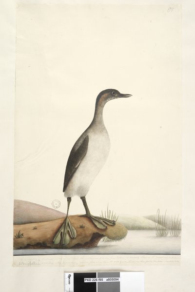 Seite 95. Podicepha. entlang des unteren Randes in anderer Handschrift September. Natürliche Größe des Vogels, die Federn haben eine sehr feine Textur, besonders die auf der Brust, die einen glänzenden, seidigen Glanz haben, fliegt selten mehr als 50 oder  von Unknown artist