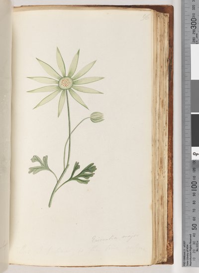Seite 96. Eriocalia major. Dies ist, glaube ich, die wahre Farbe von Unknown artist