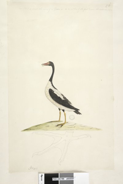 Seite 98. Anas. entlang des oberen Randes in anderer Handschrift Dieser Vogel ist etwa so groß wie eine Gans. Unten ist eine Umrisszeichnung des Fußes in natürlicher Größe Pied Goose Anseranas semipalmata, 1791-92 von Unknown artist