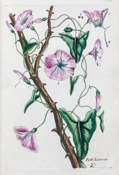 Kleiner Winden von Unknown artist