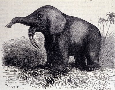Vorgeschichte: Darstellung eines Dinotheriums, eine Art Dickhäuter. von Unknown artist