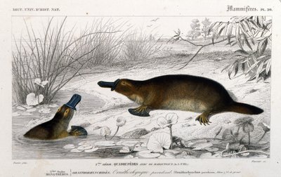 Darstellung eines Schnabeltiers (Ornithorhynchus paradoxus, Blum.). Gravur aus dem „Universalwörterbuch der Naturgeschichte“ von C. D