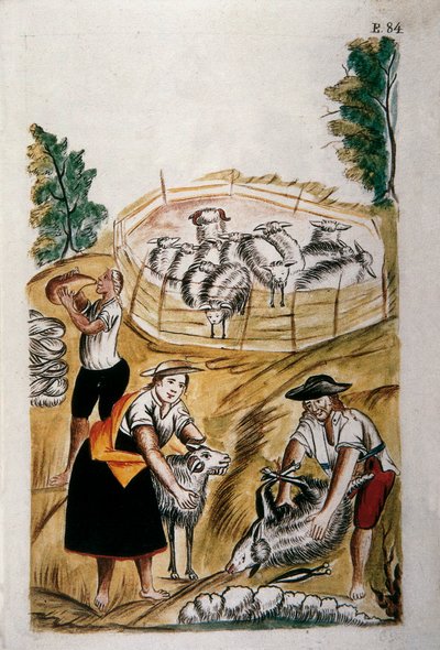 Schafschur, aus dem Buch "Trujillo del Peru" oder "Códice Martínez Compañón", von Baltazar Martinez Compañón y Bujanda, Bischof von Trujillo (1782-1785) von Unknown artist