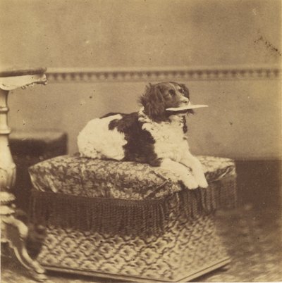 Sitzender Hund mit einem Bündel im Maul von Unknown artist