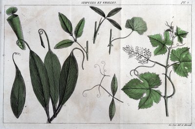 Stipeln und Ranken: in „Flora Françoise, oder eine kurze Beschreibung aller Pflanzen, die natürlich in Frankreich wachsen, nach einer neuen Analysemethode geordnet, der wir die Angabe ihrer eindeutigsten Tugenden in der Medizin und ihrer Nützlichkeit in de von Unknown artist