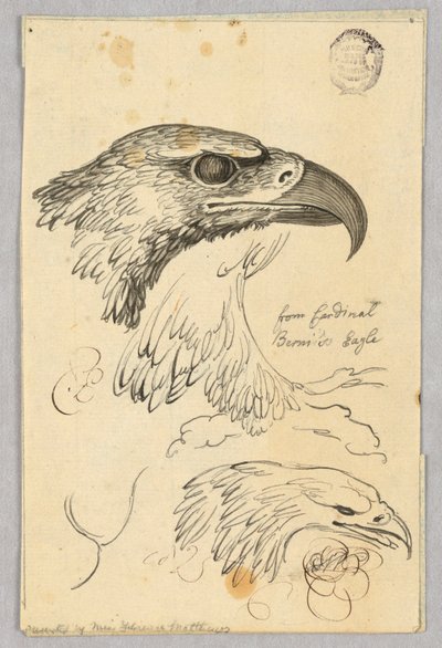 Studien von zwei Adlerköpfen und einem Flügel, aus Kardinal Bernis