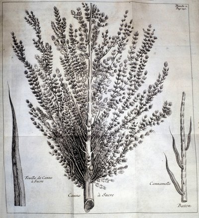 Zuckerrohr mit Blatt und Stiel - In „Natural History of Cocoa and Sugar“ von Unknown artist
