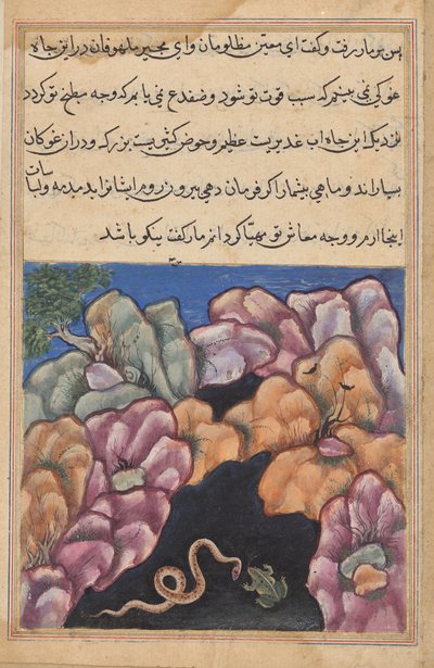 Die Schlange gerät in einen Streit mit dem Frosch, aus einem Tuti-nama (Geschichten eines Papageis): Sechsundzwanzigste Nacht von Unknown artist