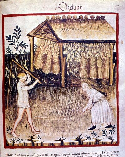 Zwei Bauern ernten die Gerste. Im Hintergrund werden die Weizenbündel unter einem Unterstand gelagert. Illumination aus dem „Tacuinum sanitatis“ von Unknown artist