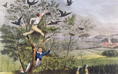 Who-Whoop! Ich habe es geschafft - Überfall auf die Krähenkolonie aus Nimrods "Das Leben eines Sportlers" von Unknown artist