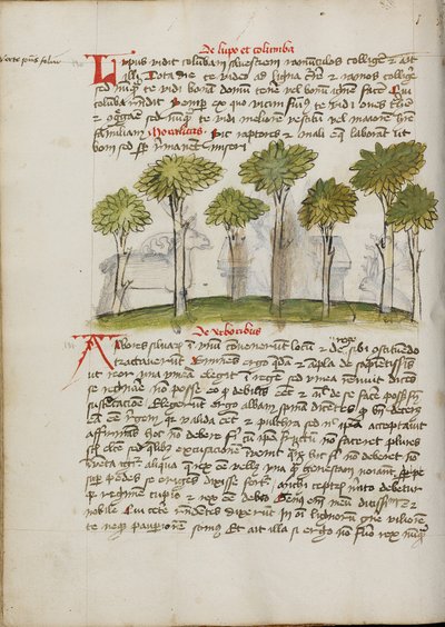 Ein Wald von Unknown artist/maker