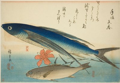 Fliegender Fisch und Ichimochi, aus einer unbetitelten Serie von Fischen von Utagawa Hiroshige