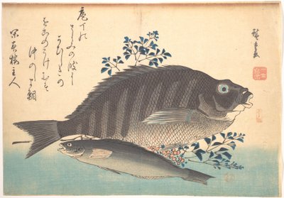 Shimadai- und Ainame-Fische, aus der Serie Uozukushi (Jede Art von Fisch) von Utagawa Hiroshige
